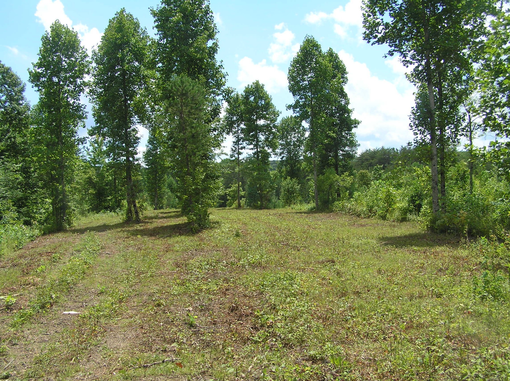 8766 Fredonia Road Dunlap, TN 37327 - Photo 12 of 41 a view of a field with trees in the background