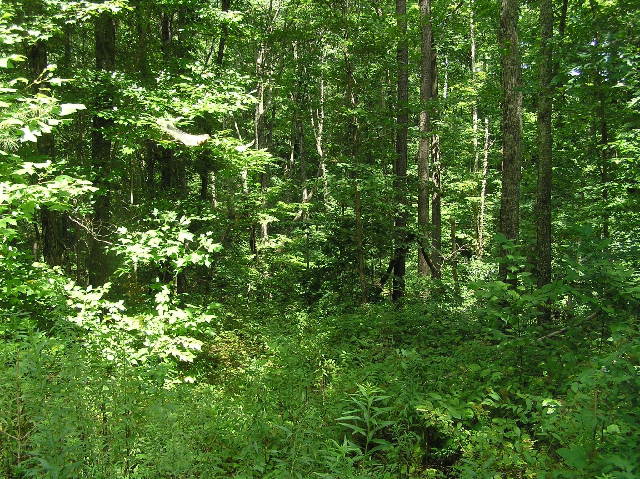 8766 Fredonia Road Dunlap, TN 37327 - Photo 15 of 41 a view of a lush green forest
