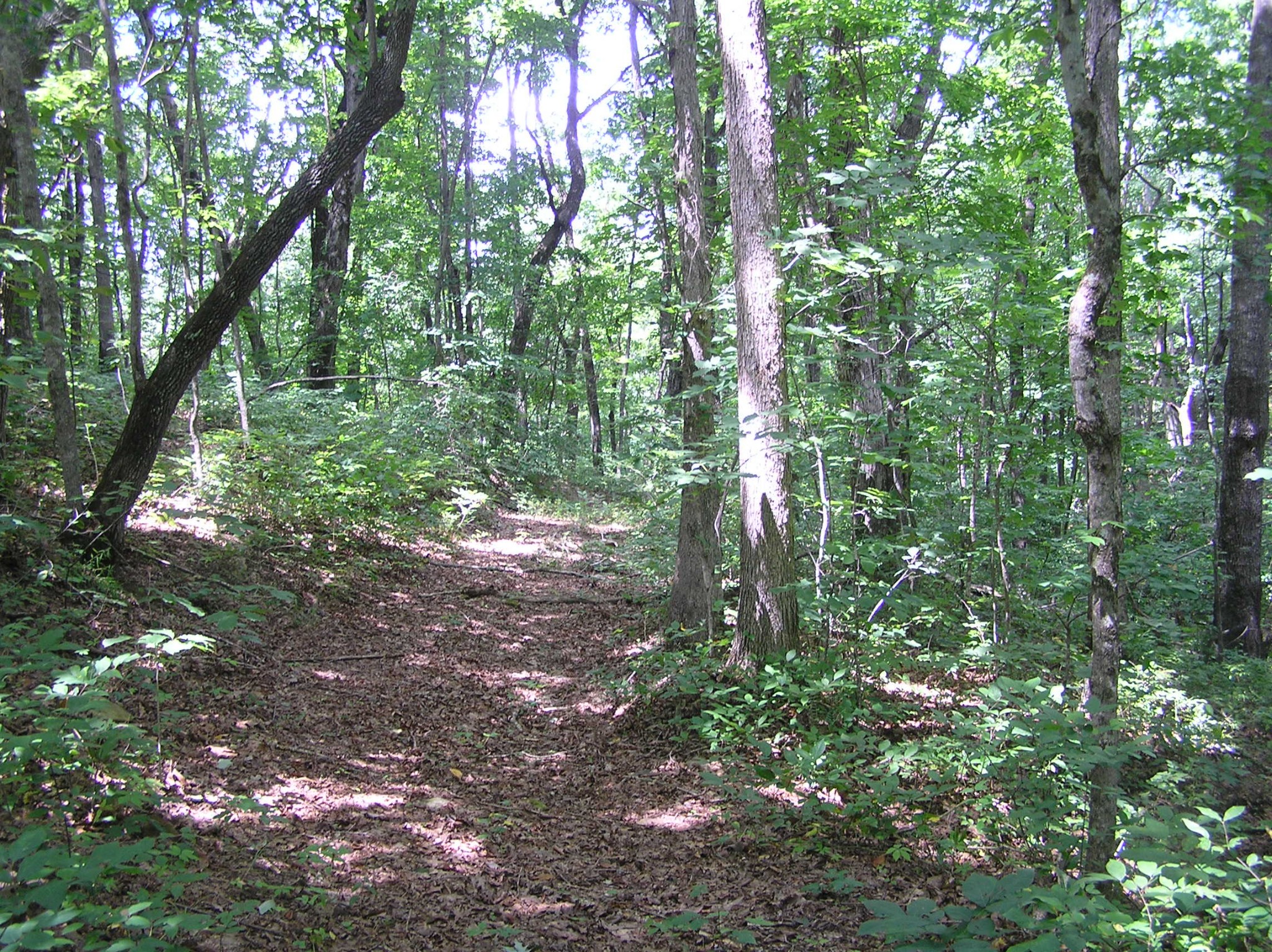8766 Fredonia Road Dunlap, TN 37327 - Photo 16 of 41 a view of forest