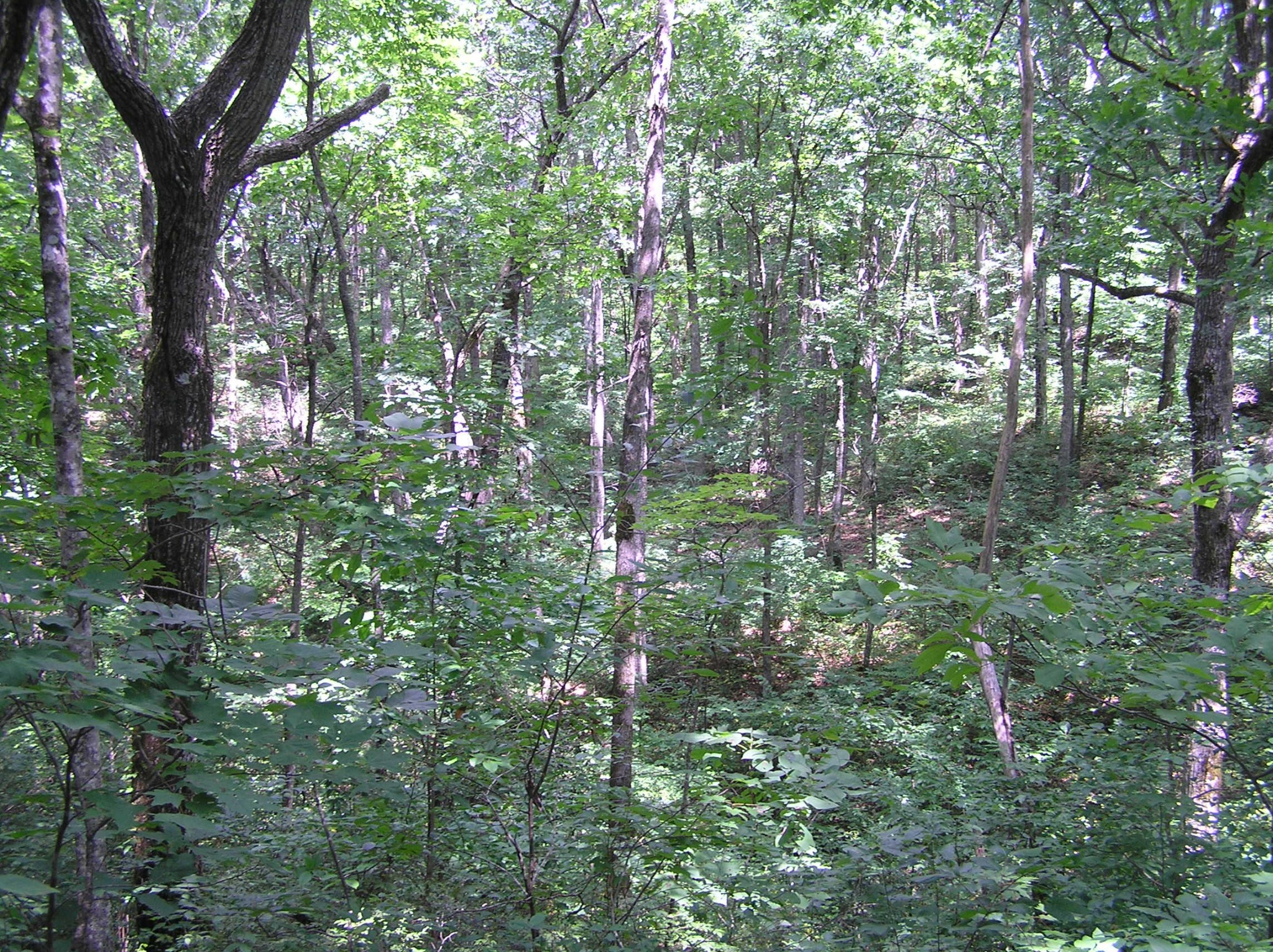 8766 Fredonia Road Dunlap, TN 37327 - Photo 17 of 41 a backyard of a house with lots of green space and trees