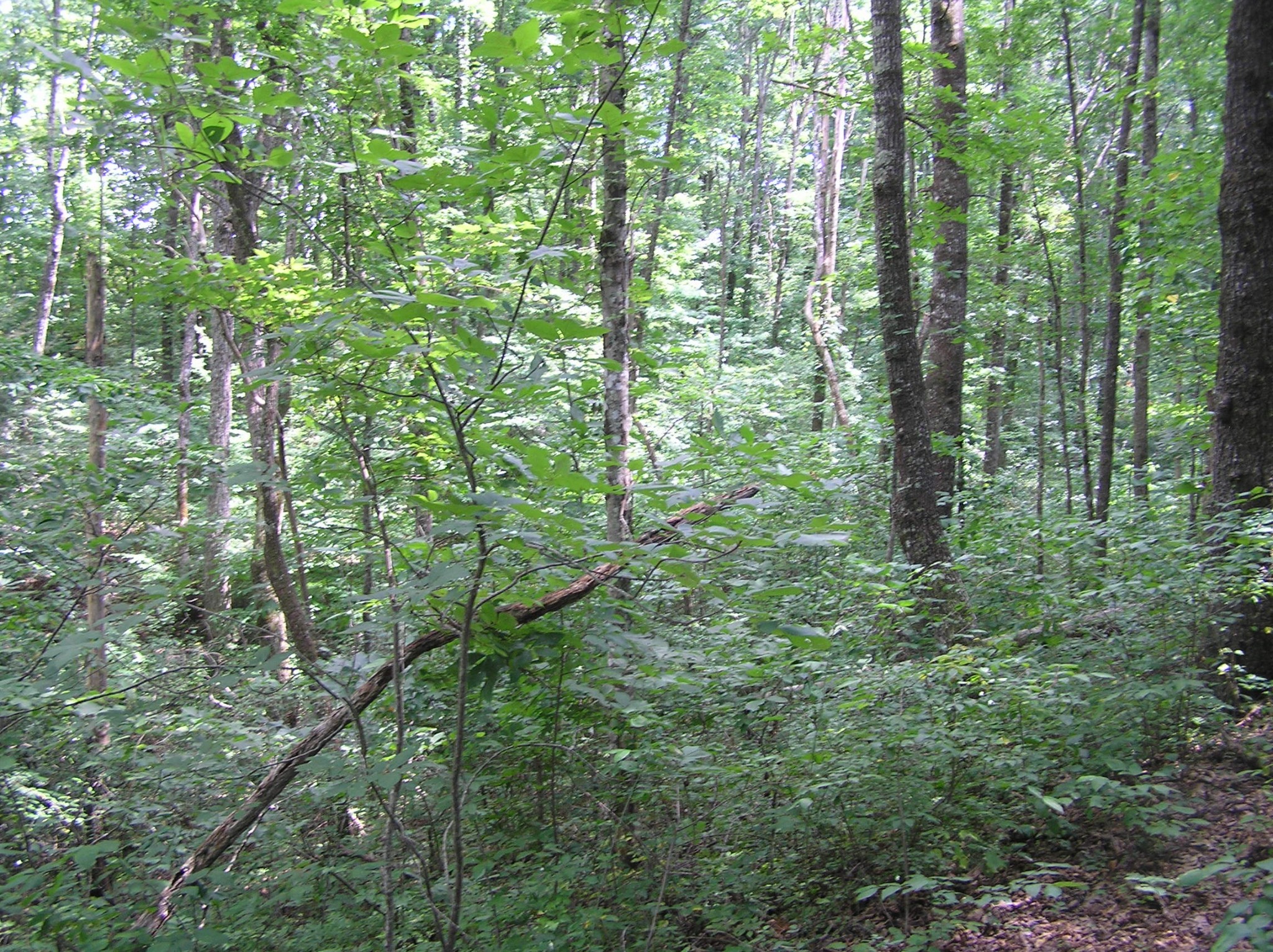8766 Fredonia Road Dunlap, TN 37327 - Photo 19 of 41 a view of forest