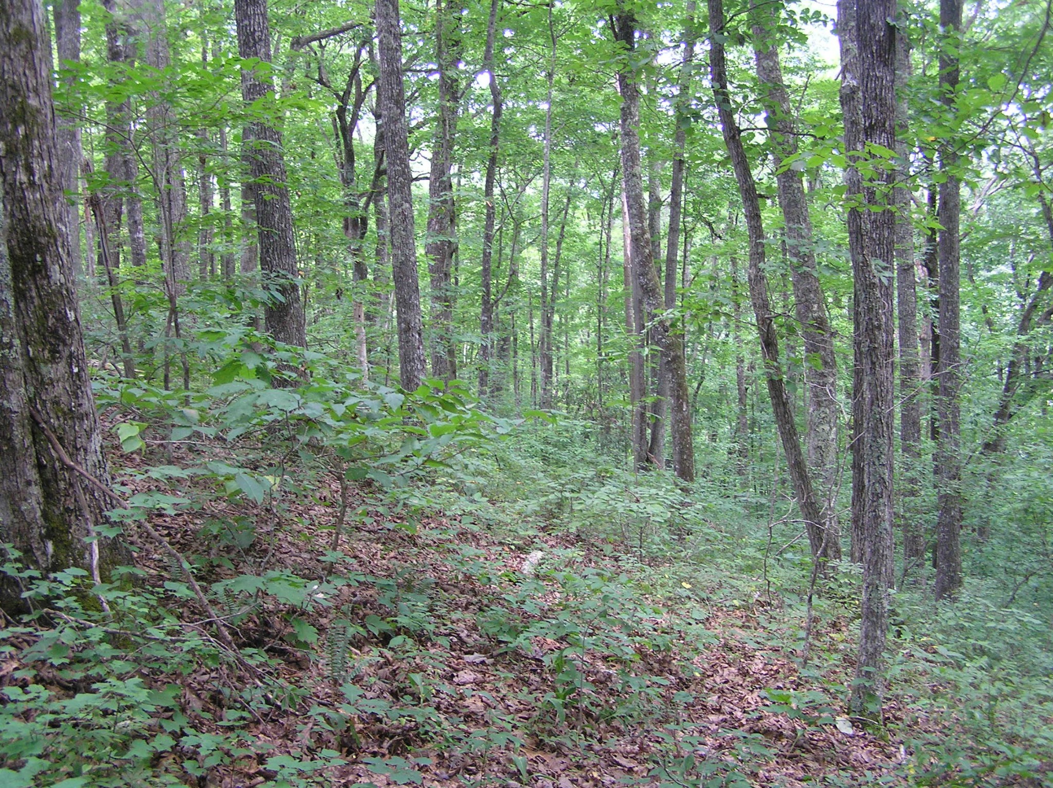8766 Fredonia Road Dunlap, TN 37327 - Photo 20 of 41