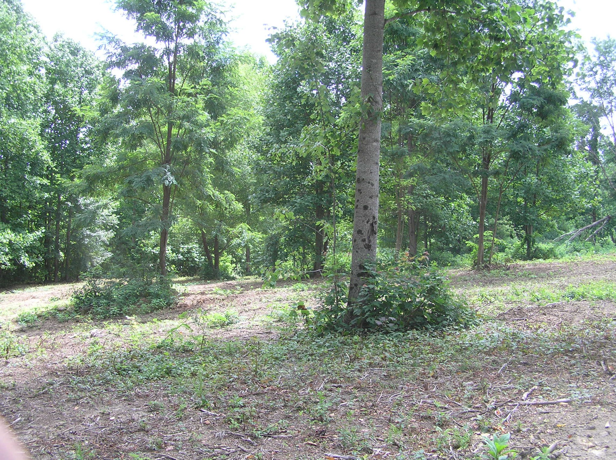8766 Fredonia Road Dunlap, TN 37327 - Photo 21 of 41 a big yard with lots of green space and trees
