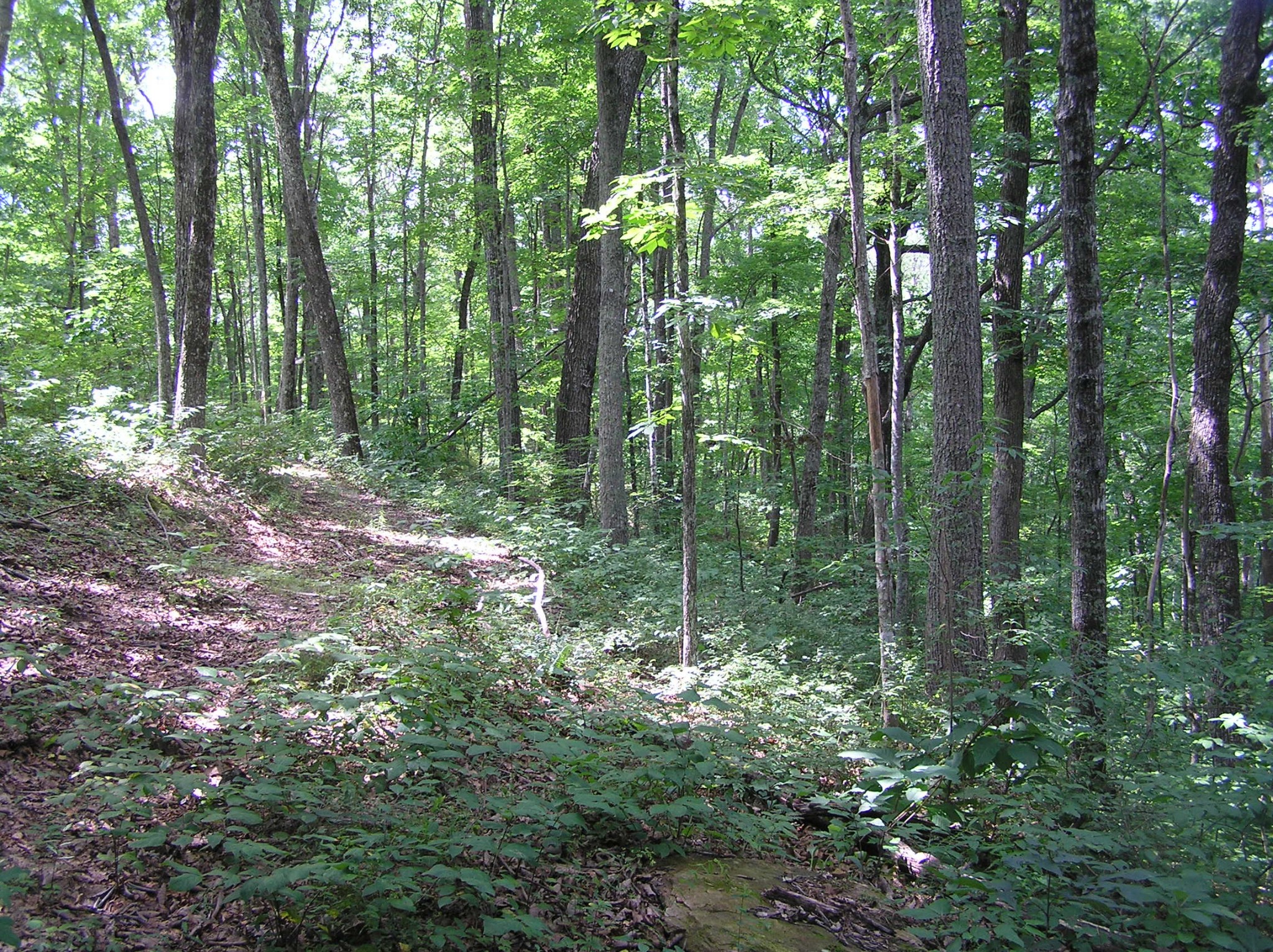8766 Fredonia Road Dunlap, TN 37327 - Photo 22 of 41 a view of forest