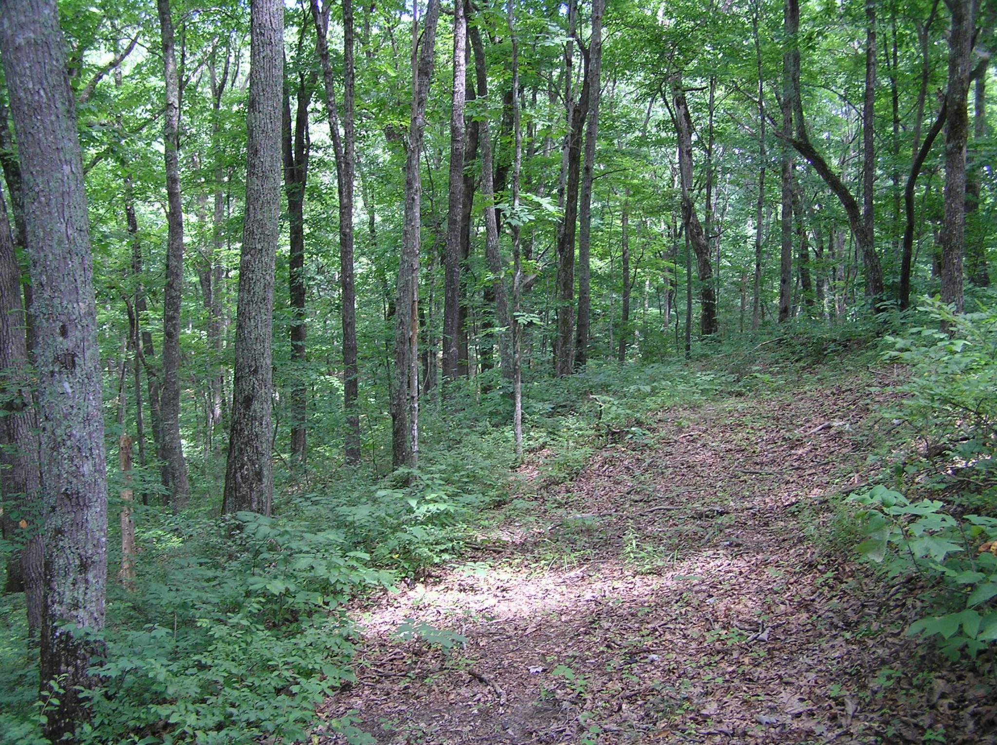 8766 Fredonia Road Dunlap, TN 37327 - Photo 25 of 41 a view of a forest that has large trees