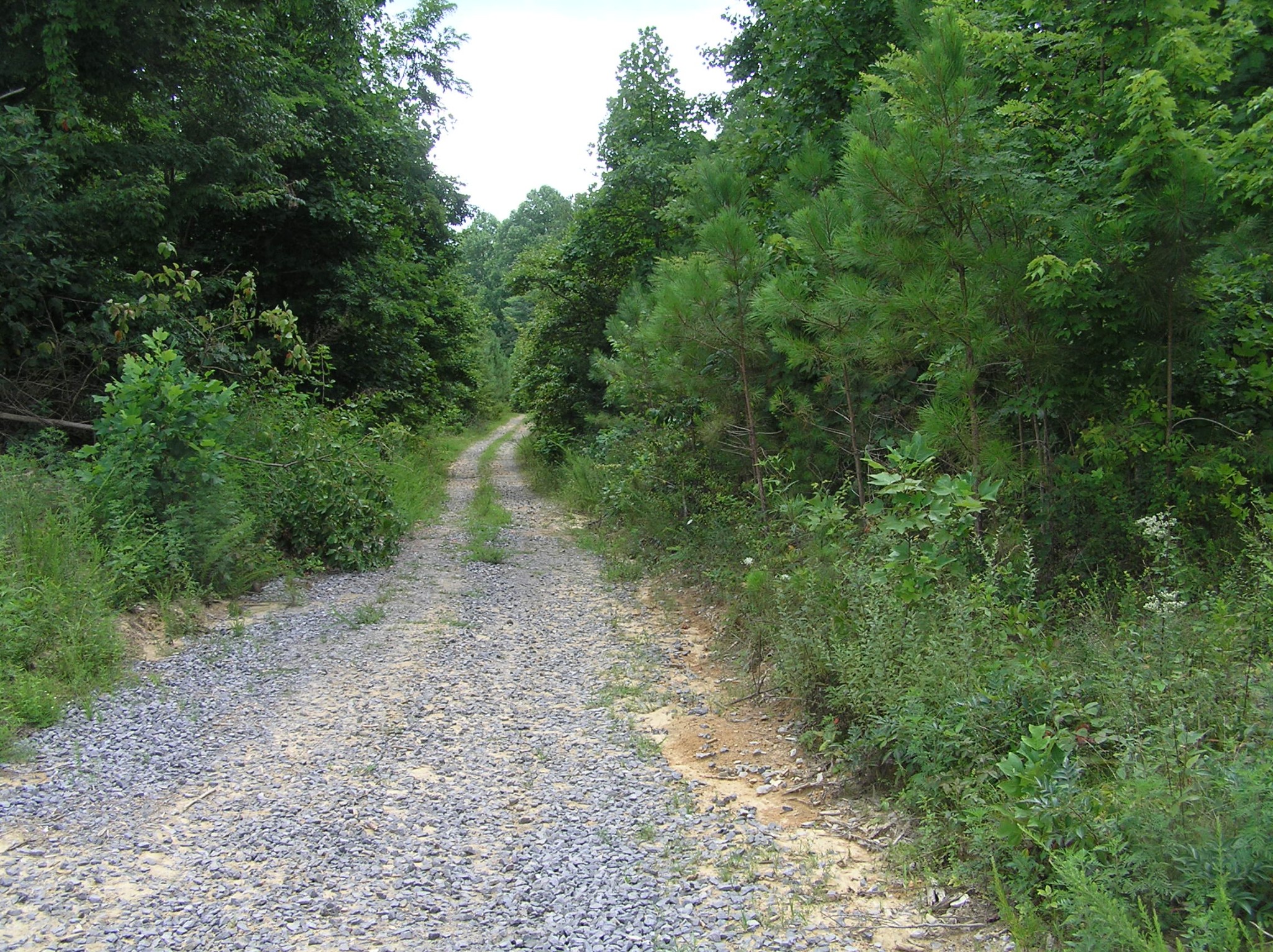 8766 Fredonia Road Dunlap, TN 37327 - Photo 26 of 41 a view of a forest with lots of trees
