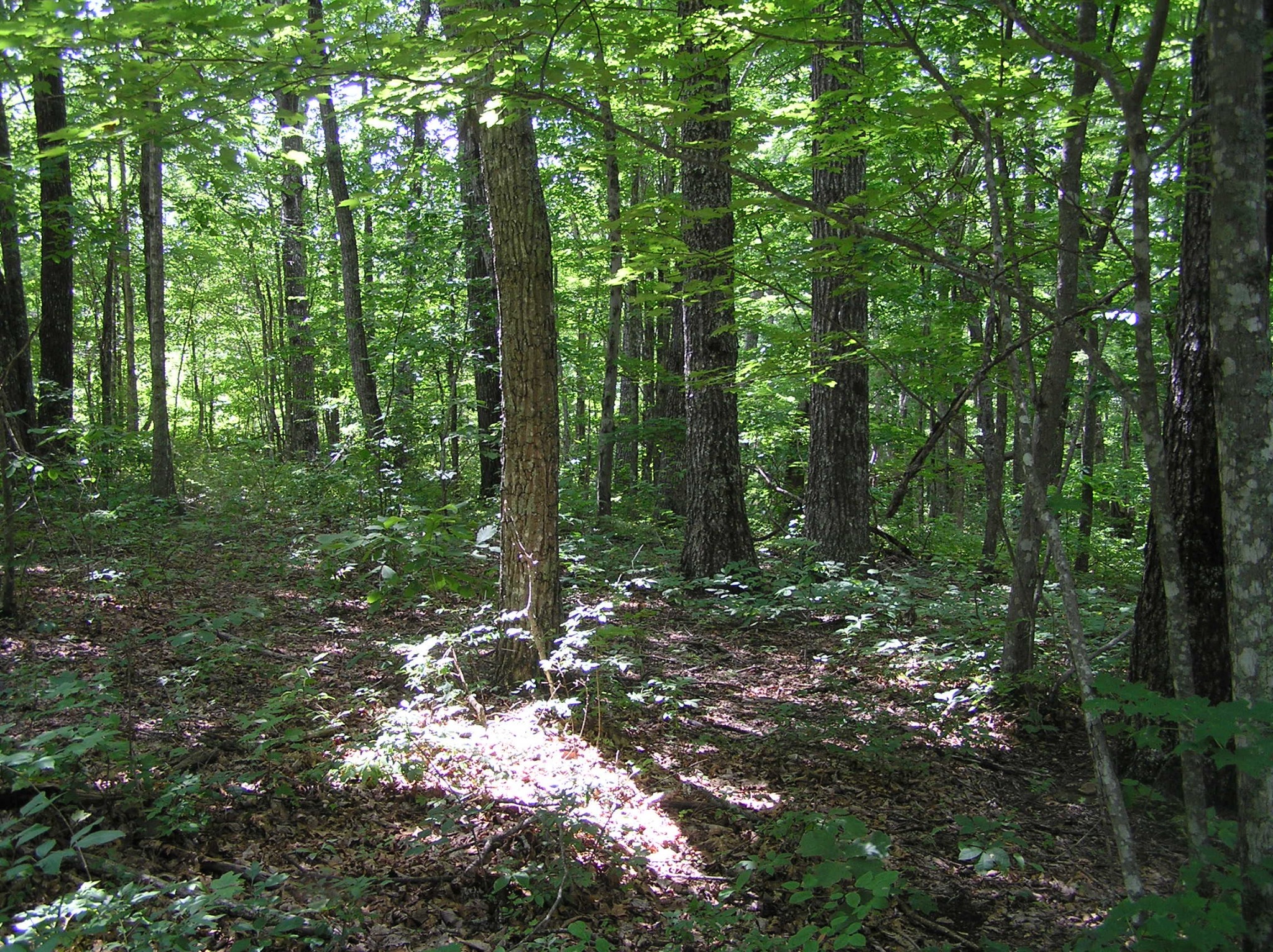 8766 Fredonia Road Dunlap, TN 37327 - Photo 27 of 41 a view of outdoor space and green space