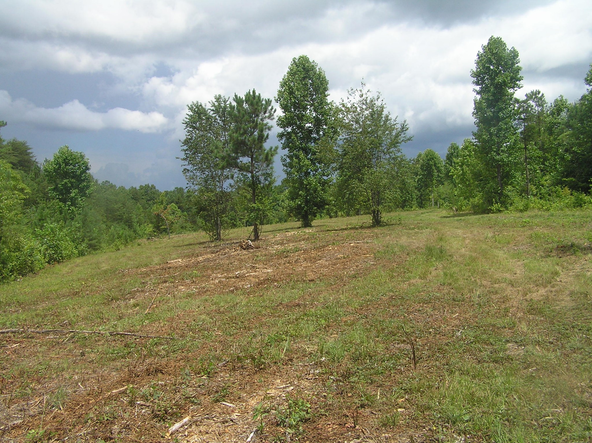 8766 Fredonia Road Dunlap, TN 37327 - Photo 3 of 41 a view of a green field with trees in the background