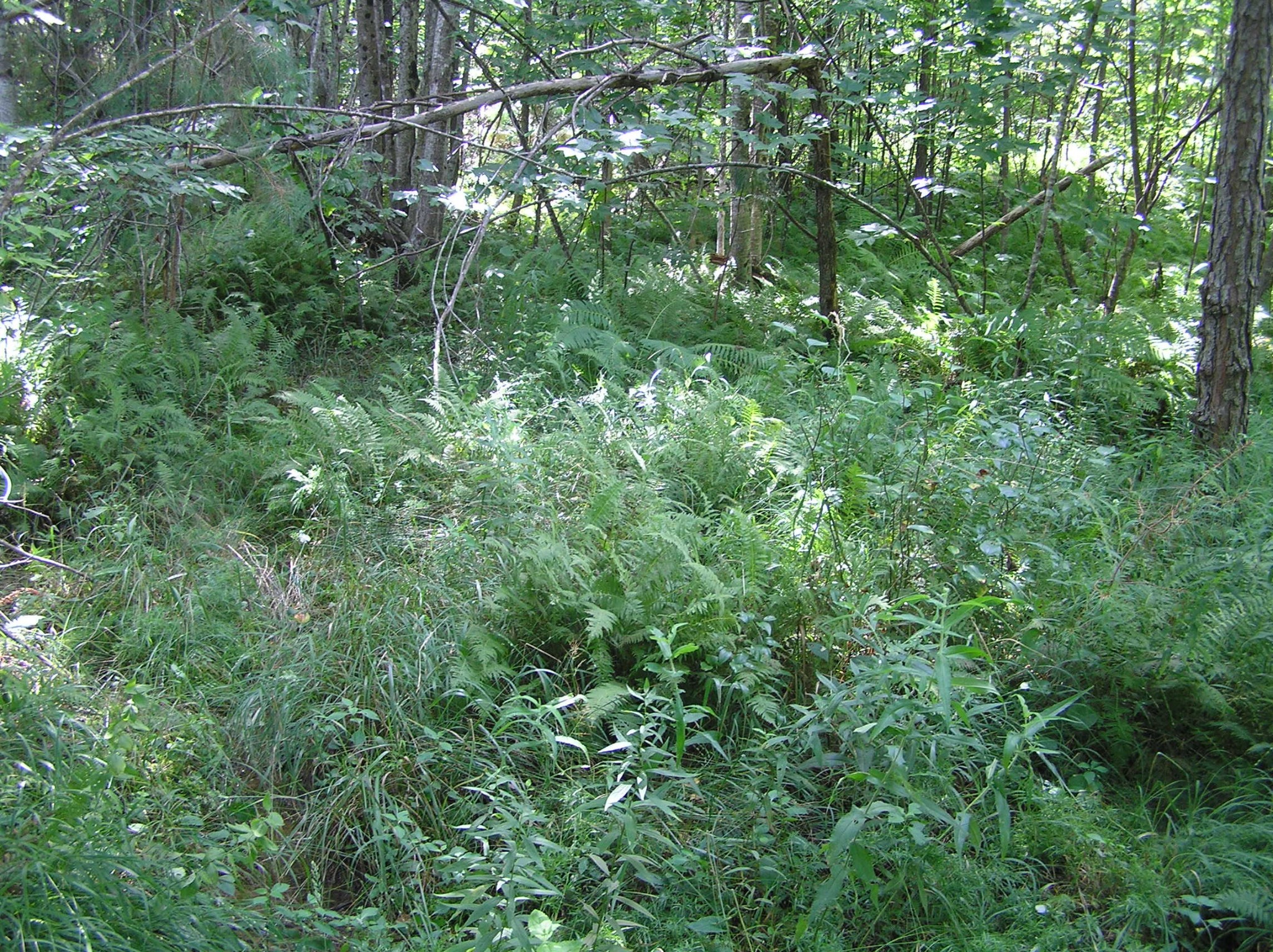 8766 Fredonia Road Dunlap, TN 37327 - Photo 31 of 41 a view of a lush green forest with lots of trees