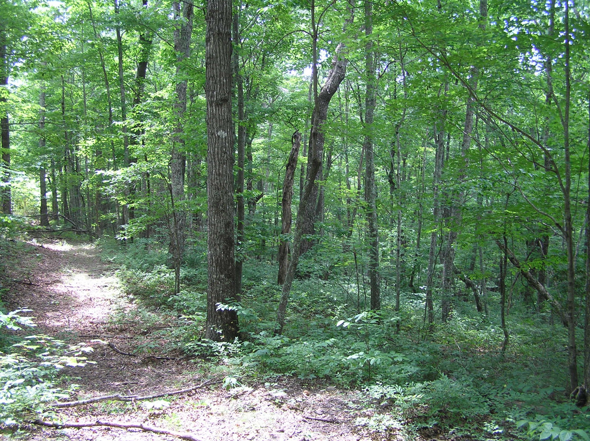 8766 Fredonia Road Dunlap, TN 37327 - Photo 32 of 41 a view of forest