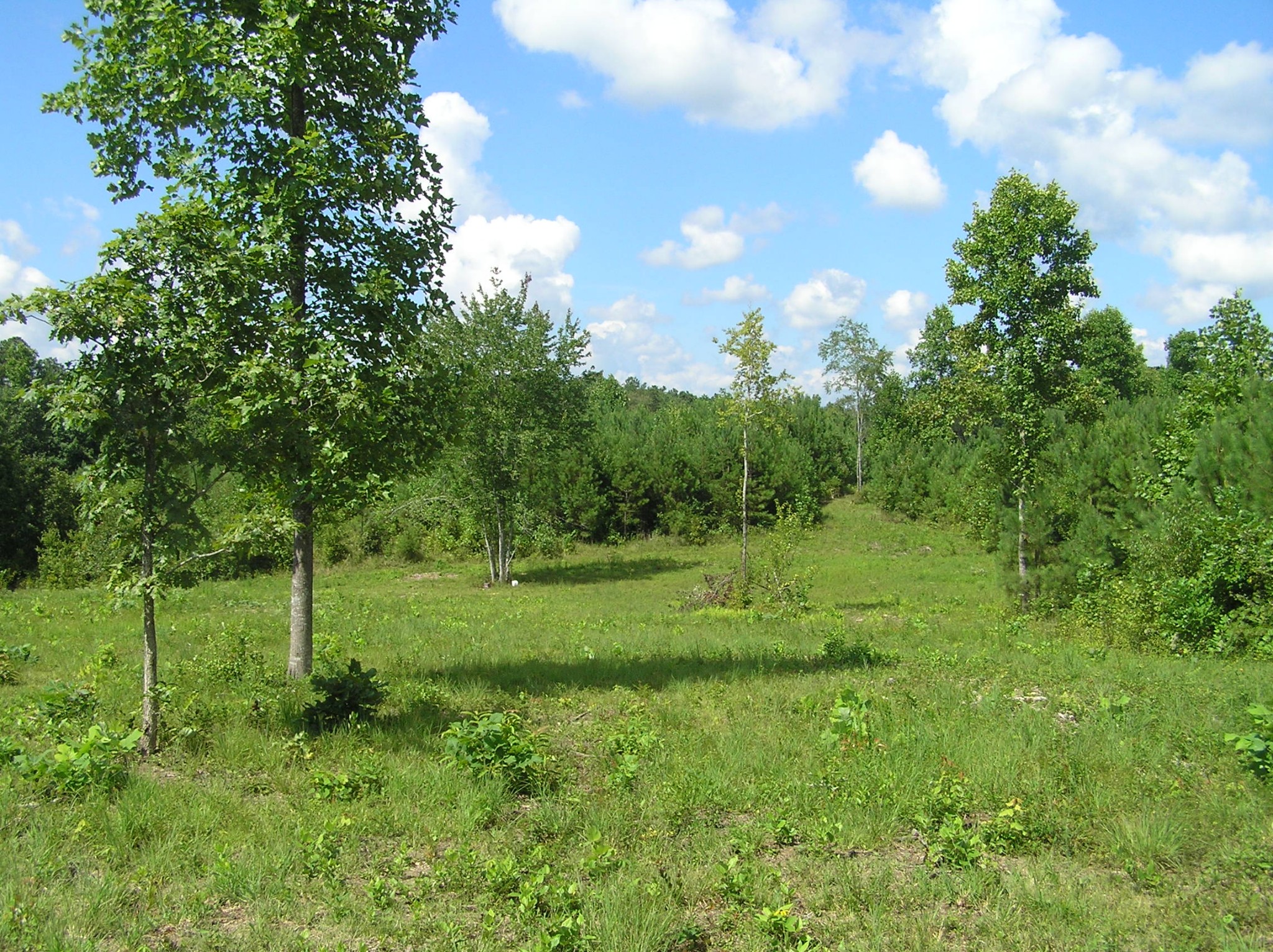 8766 Fredonia Road Dunlap, TN 37327 - Photo 33 of 41 a view of a green field with trees in the background