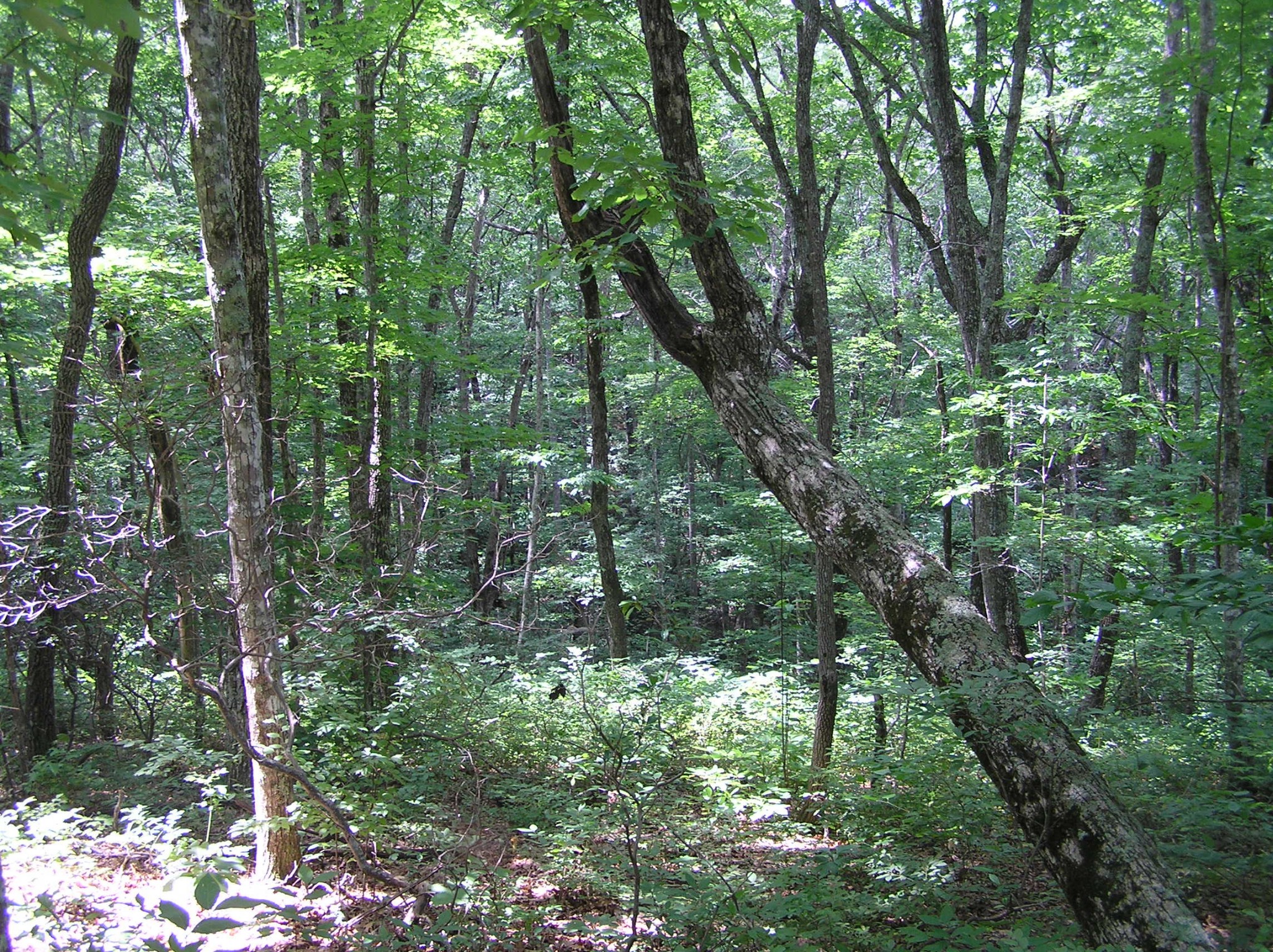 8766 Fredonia Road Dunlap, TN 37327 - Photo 34 of 41 a view of forest