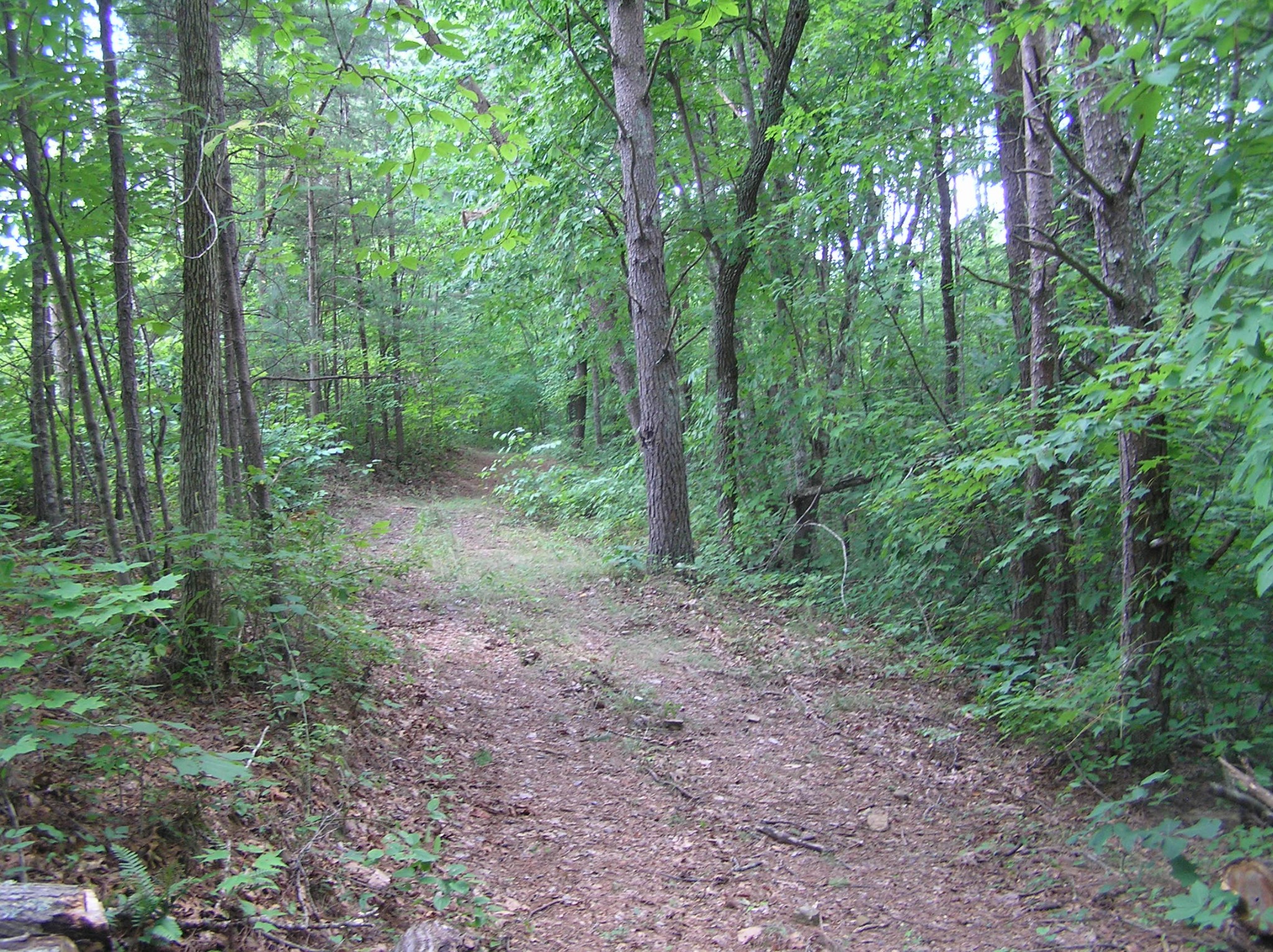 8766 Fredonia Road Dunlap, TN 37327 - Photo 35 of 41 a view of a forest that has large trees