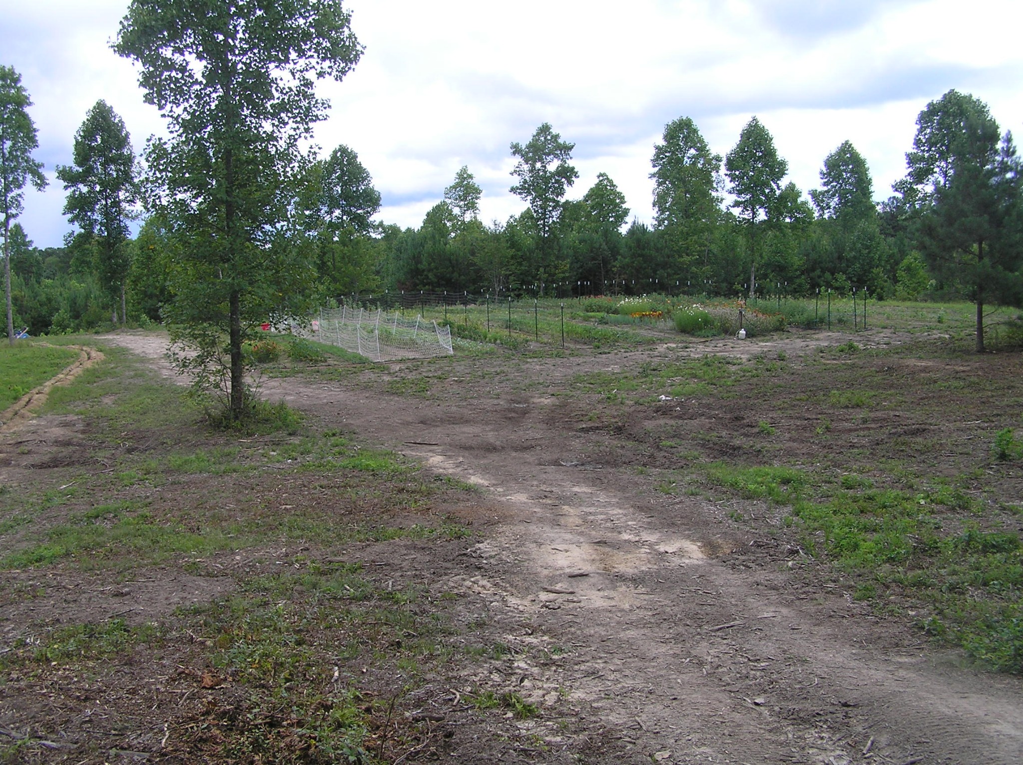 8766 Fredonia Road Dunlap, TN 37327 - Photo 9 of 41 a view of a backyard with trees