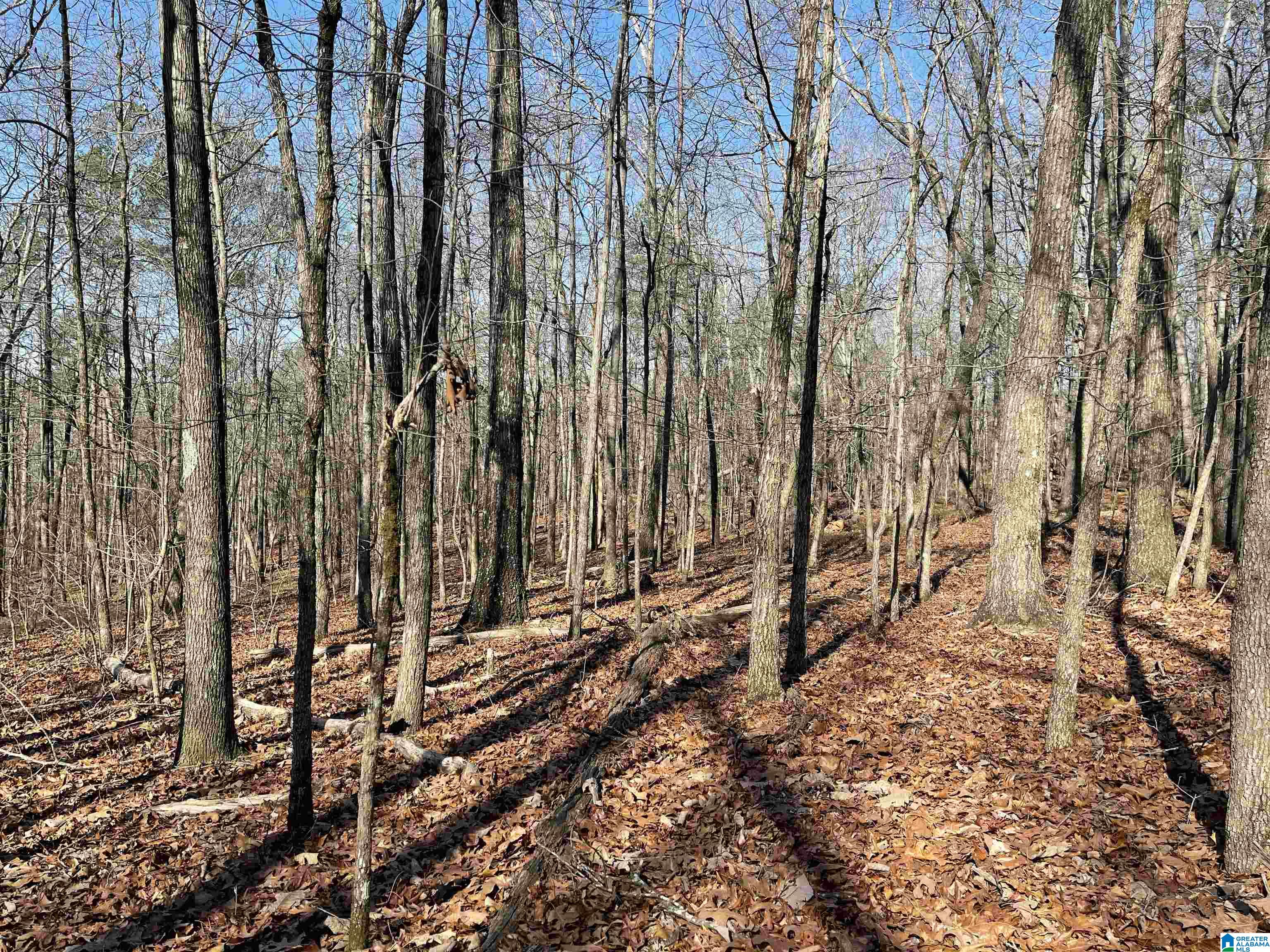 0 County Road 852, Unit 2 Ranburne, AL 36273 - Photo 8 of 19