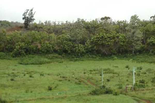 Koolau Road, Unit A Kilauea, HI 96754 - Photo 1 of 6 a view of a lush green forest