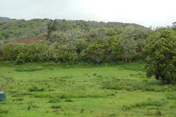 Koolau Road, Unit A Kilauea, HI 96754 - Photo 2 of 6 a view of a green field with lots of bushes