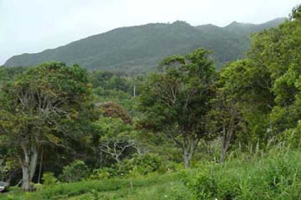 Koolau Road, Unit A Kilauea, HI 96754 - Photo 4 of 6 a view of a mountain range with trees in the background
