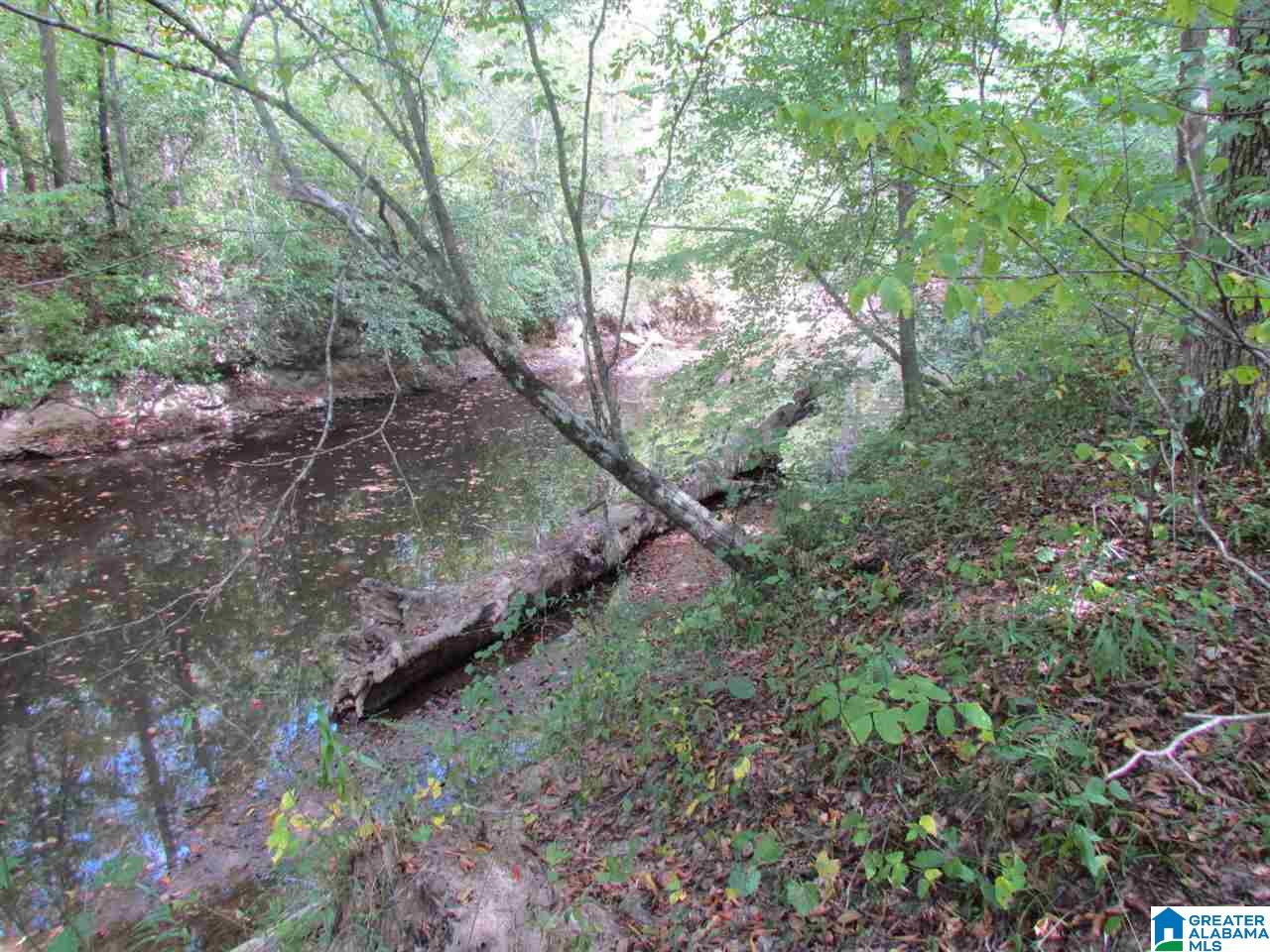 0 Wolf Pen Ridge Road Pell City, AL 35128 - Photo 6 of 13