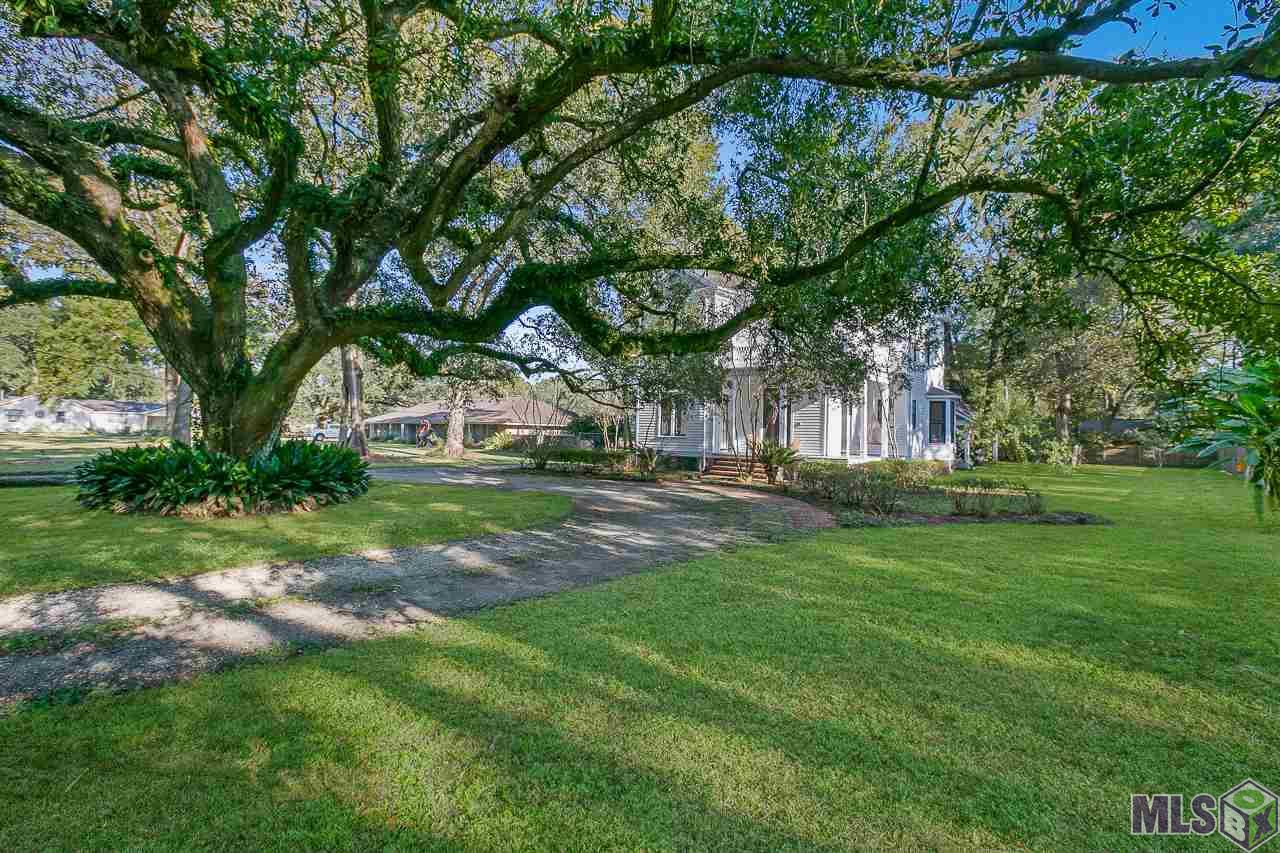 Stately Oak Trees