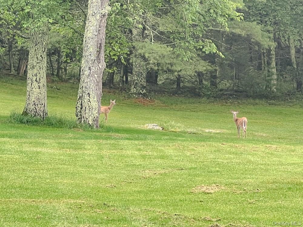 100 Old Tacy Road, Unit TR95 Bethel, NY 12783 - Photo 46 of 50 View of green lawn featuring a rural view