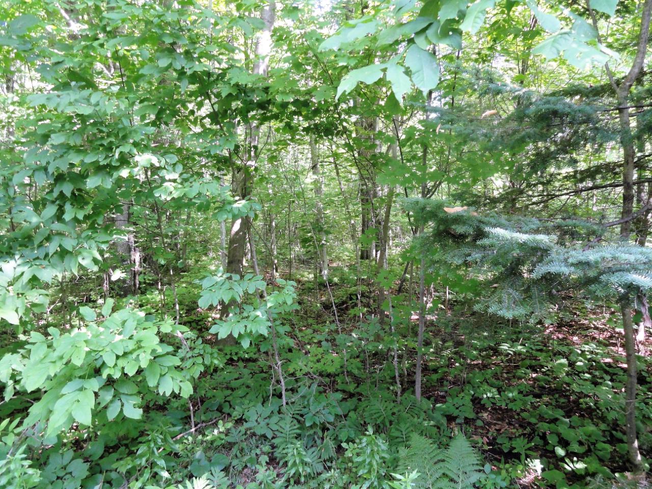 N8450 New Wood Road Tomahawk, WI 54487 - Photo 11 of 47 Gallery Image 11