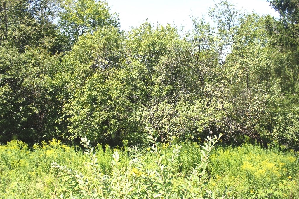 176 Boughton Road Worcester, NY 12197 - Photo 24 of 33