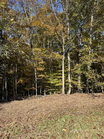 a view of a garden with large tree