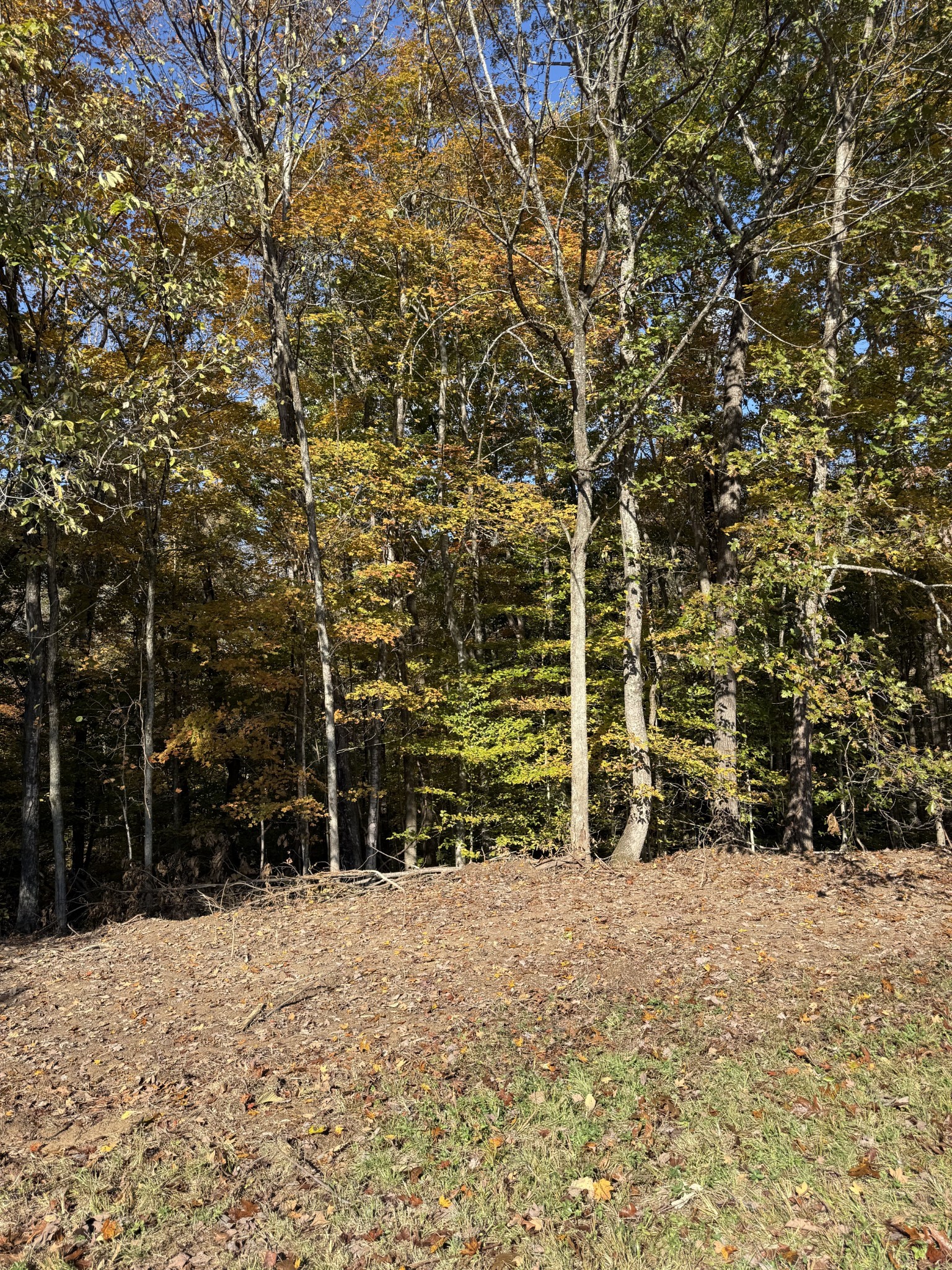 0 Collins Road Allons, TN 38541 - Photo 3 of 9