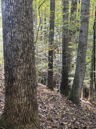 a view of a garden with trees