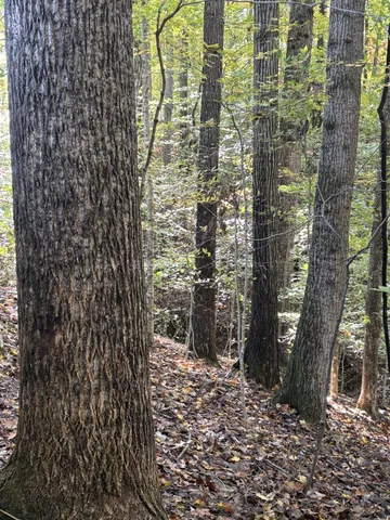 a view of a garden with trees