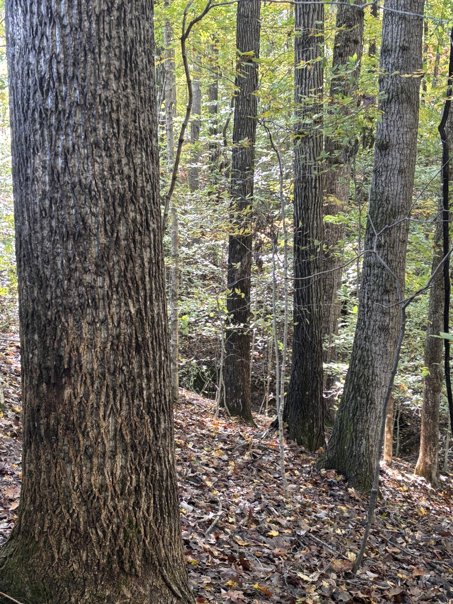 0 Collins Road Allons, TN 38541 - Photo 6 of 9