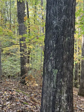 $29,900 | 0 Collins Road, Allons, TN 38541