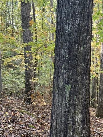 $29,900 | 0 Collins Road, Allons, TN 38541