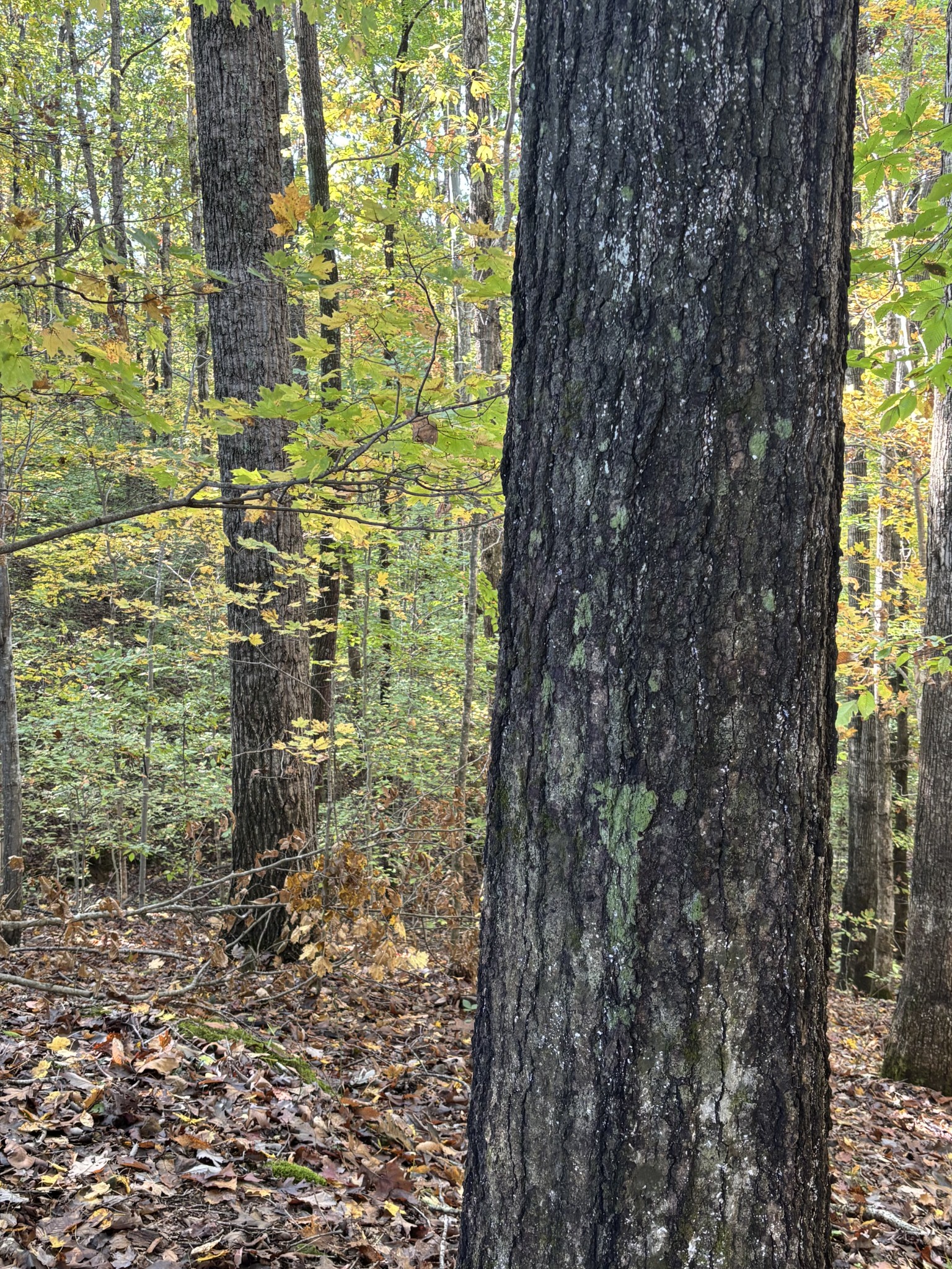 0 Collins Road Allons, TN 38541 - Photo 7 of 9 a bathroom with a shower