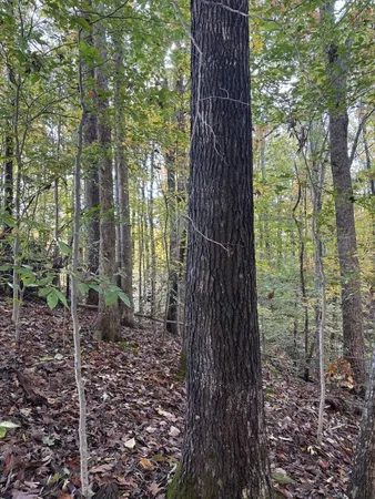 $29,900 | 0 Collins Road, Allons, TN 38541