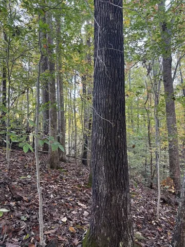 $29,900 | 0 Collins Road, Allons, TN 38541