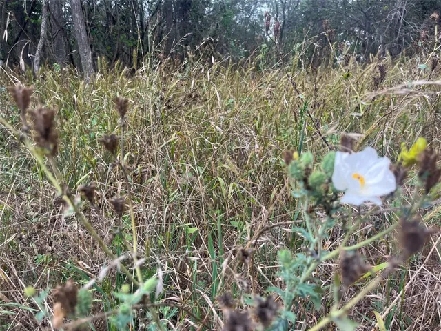 a close up of a plant in a garden