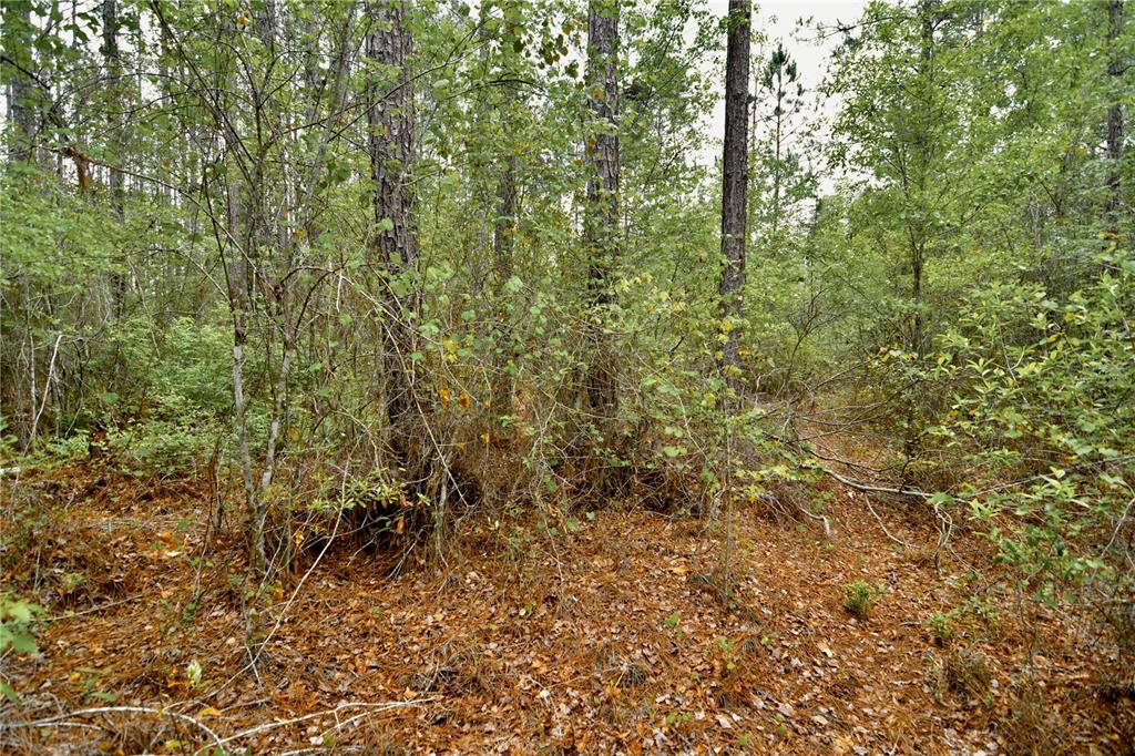 Sweet Gum Road Glen St. Mary, FL 32040 - Photo 8 of 44
