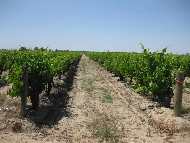 a view of a pathway with a yard