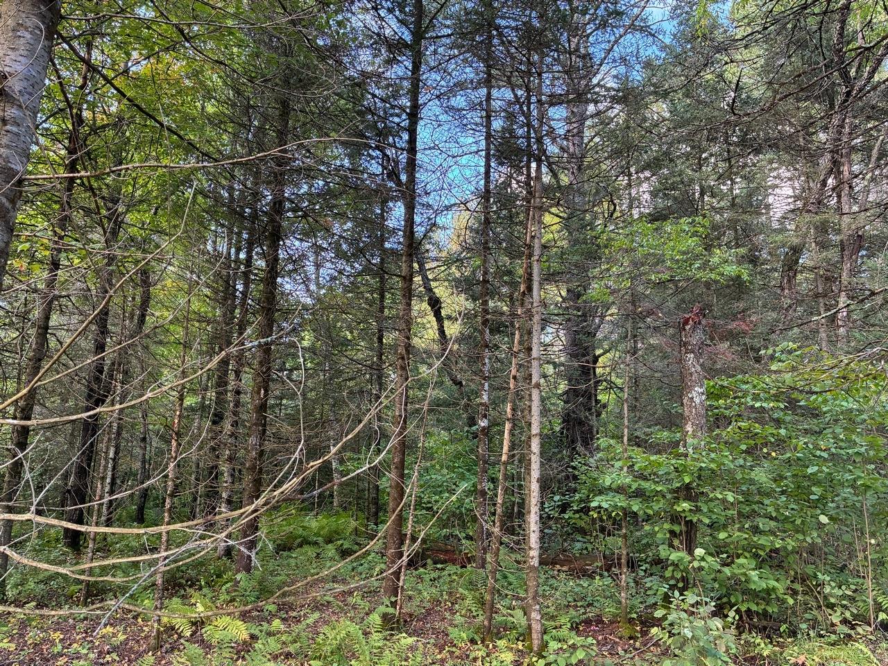 6797 West Plantation Road Mercer, WI 54547 - Photo 26 of 34 Gallery Image 26