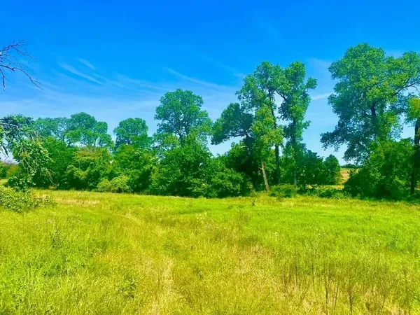 a view of a green yard with large trees