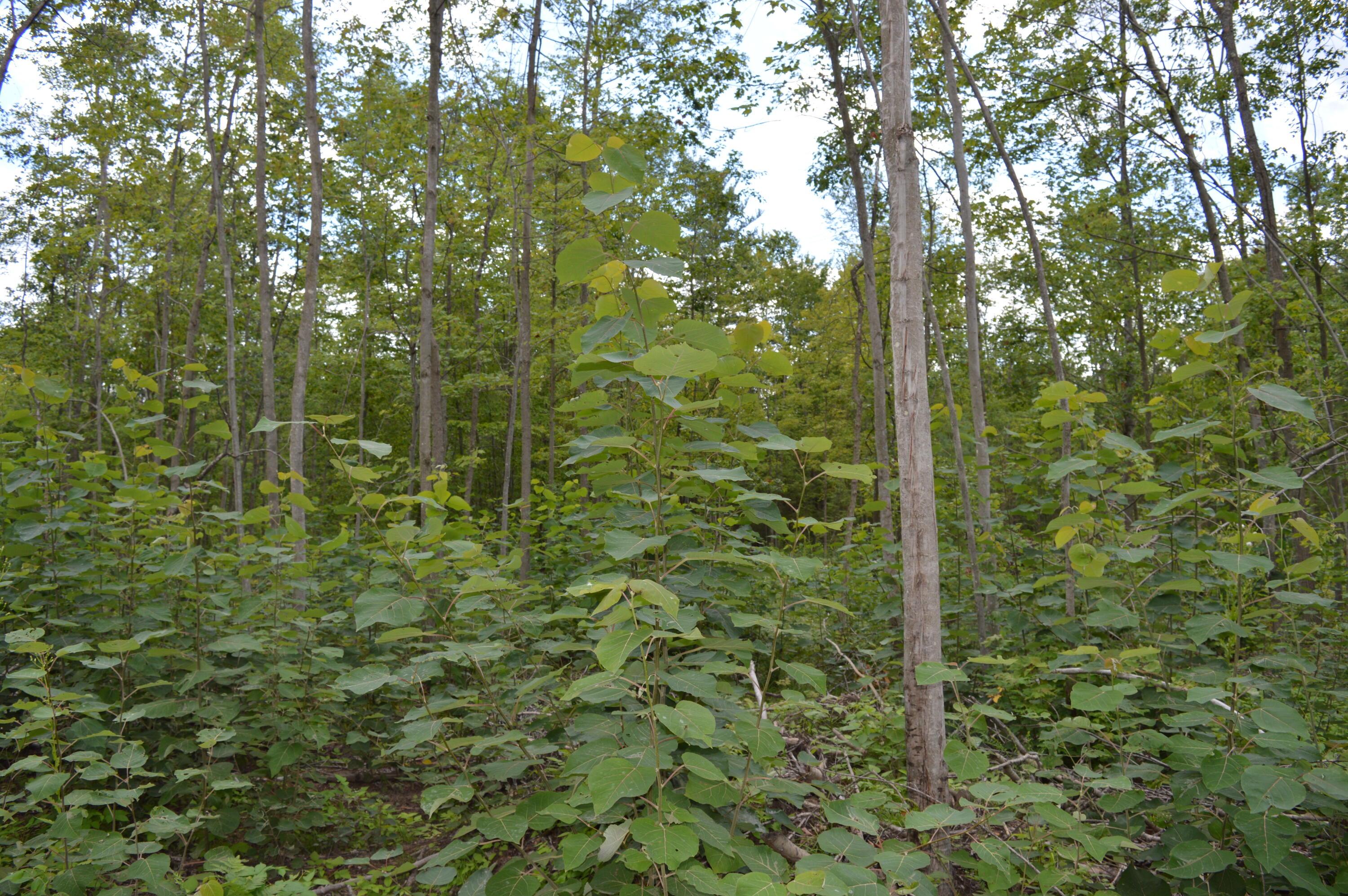 East County Line Road South Branch, MI 48761 - Photo 24 of 87 Gallery Image 24