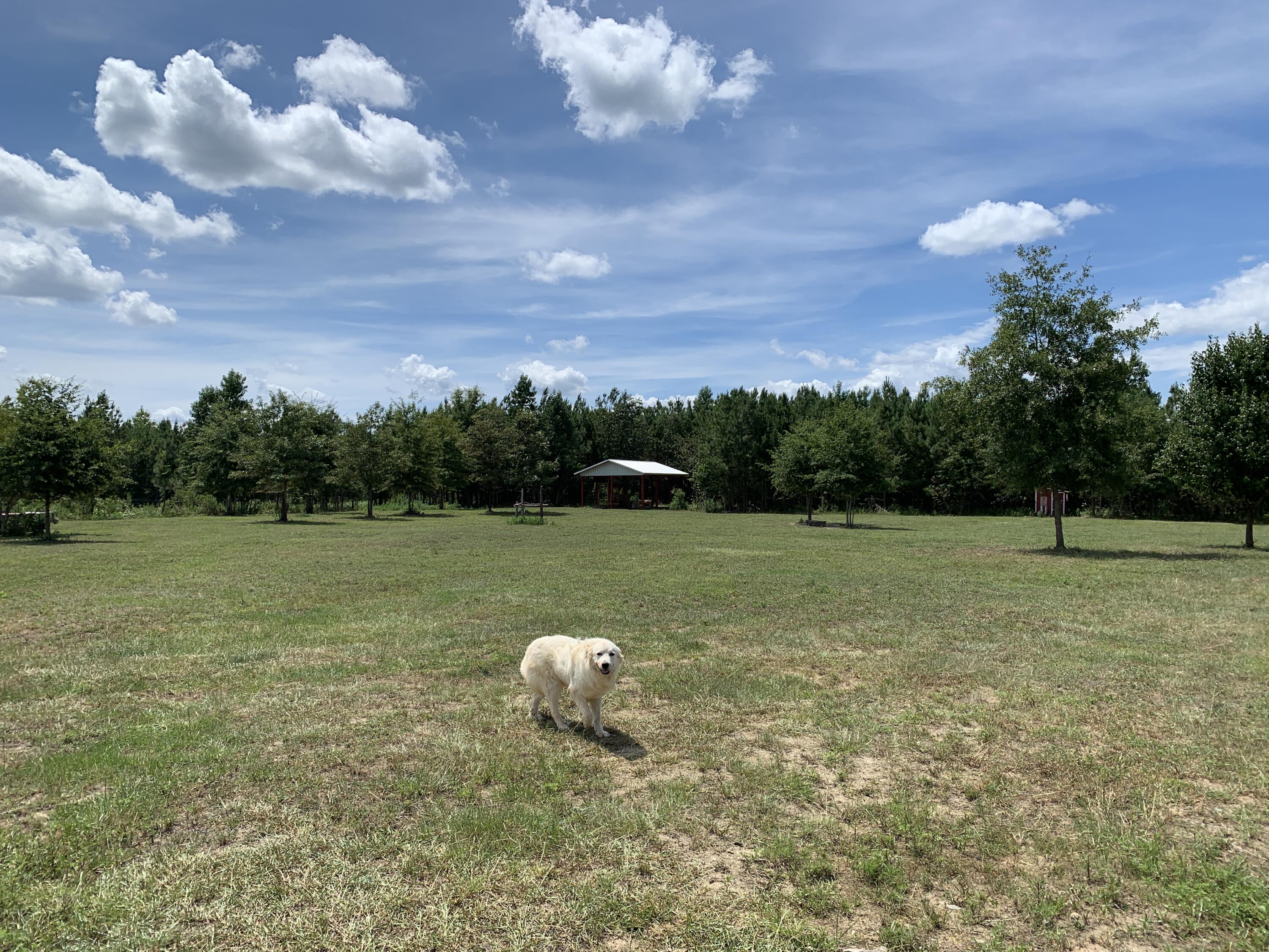 544 Blount Road Hephzibah, GA 30815 - Photo 58 of 67 2022-07-28_14-55-07_173
