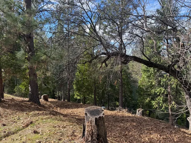 a view of a tree in the middle of a yard