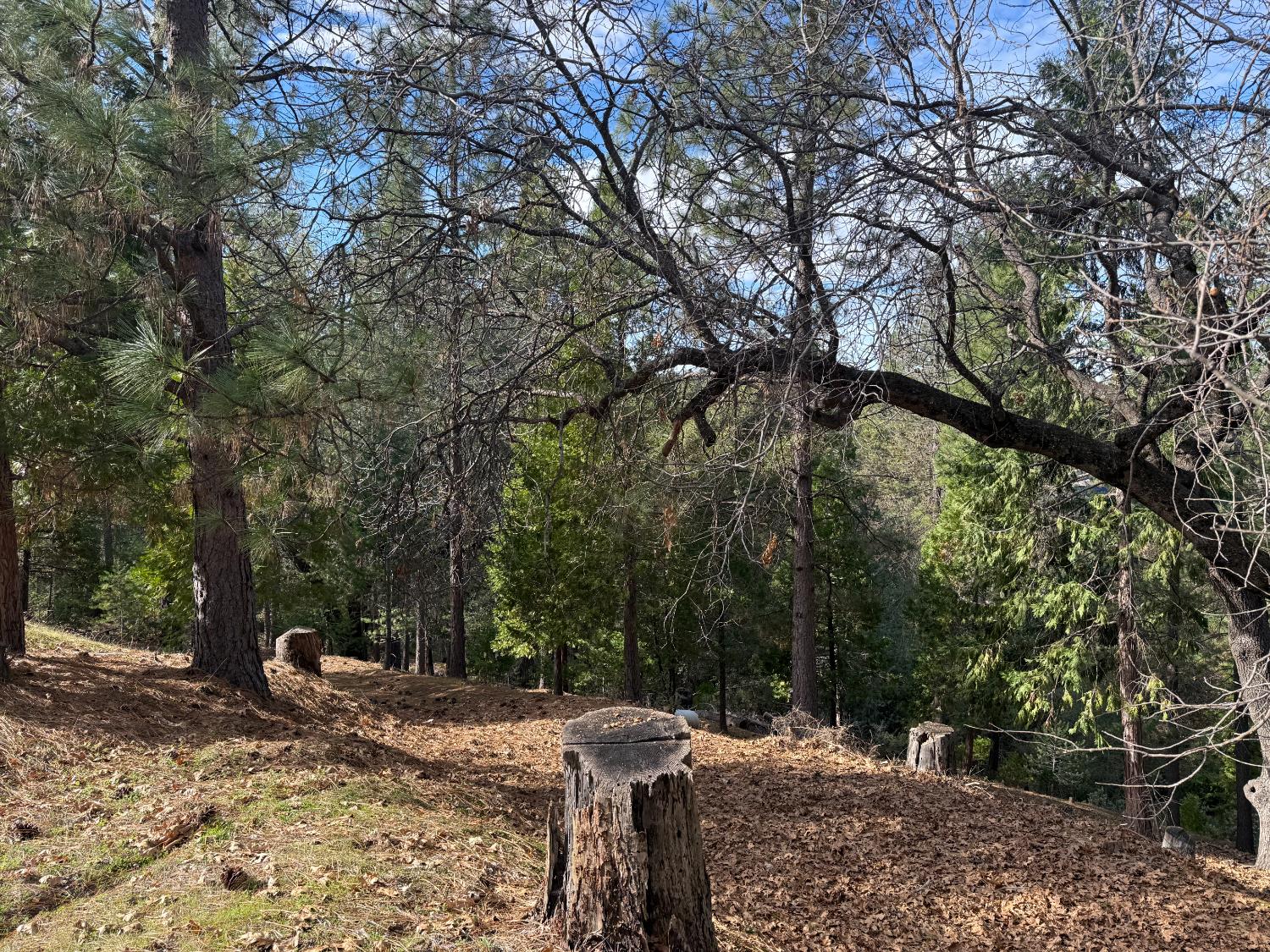 12053 Breckenridge Road Groveland, CA 95321 - Photo 3 of 10 a view of a tree in the middle of a yard