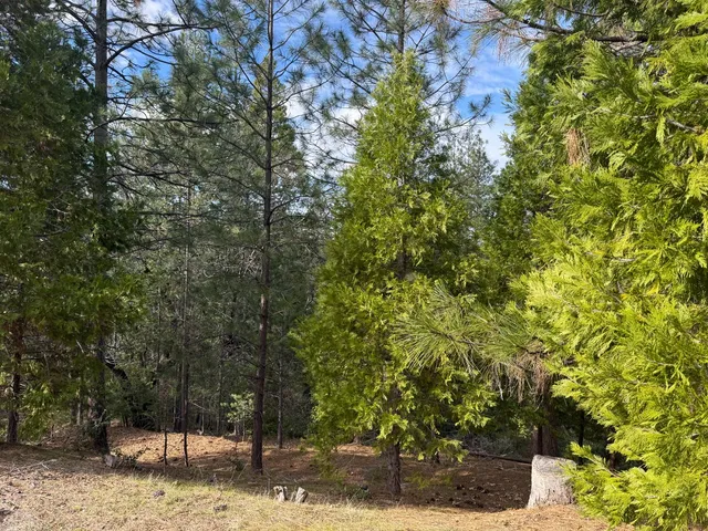 a view of a yard with plants