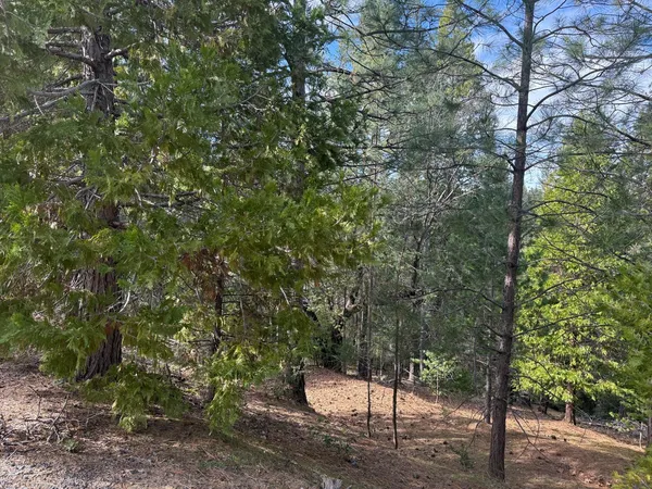 a view of a forest
