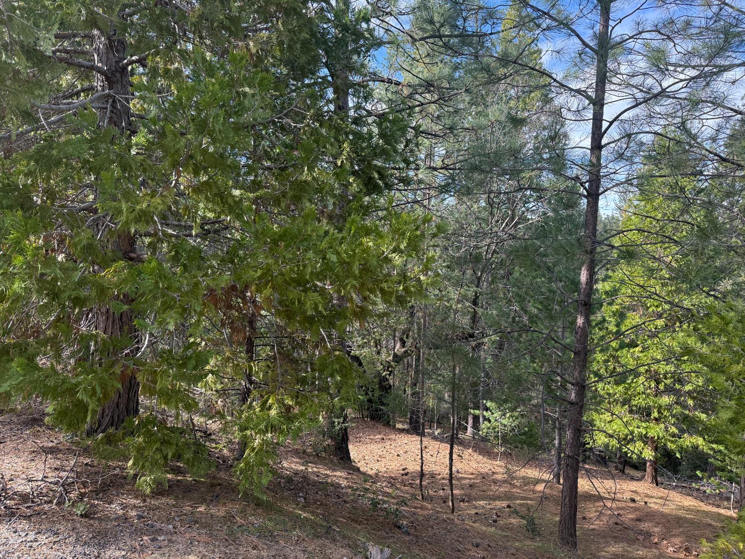 12053 Breckenridge Road Groveland, CA 95321 - Photo 7 of 10 a view of a forest