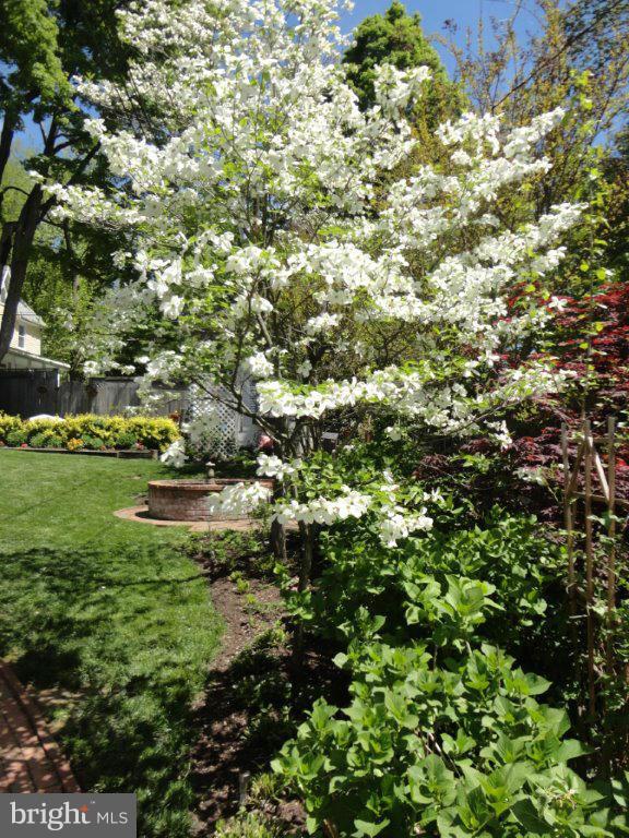 119 Hawthorn Road Baltimore, MD 21210 - Photo 29 of 30 a view of a trees with a tree